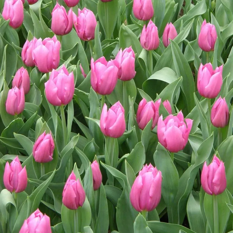 Fotografia tulipanów